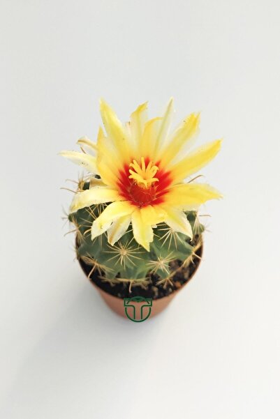 Toptan Kaktüs Thelocactus Ideas Çiçek Açan Kaktüs 5.5 cm