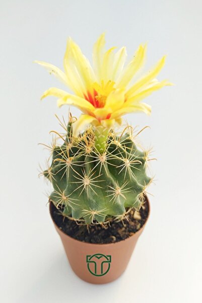 Toptan Kaktüs Thelocactus Ideas Çiçek Açan Kaktüs 5.5 cm