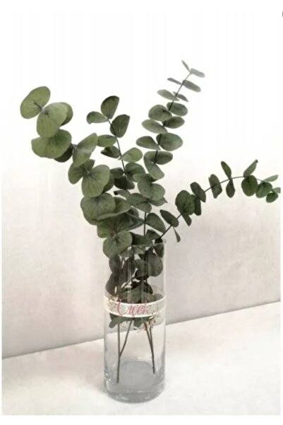 trendbahce Şoklanmış Eucalyptus Populus Bitkisi