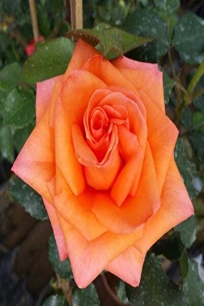 Genel Markalar 2 Adet Gül Fidanı Yavru Ağzı Açık Kök Kokuku Yediveren