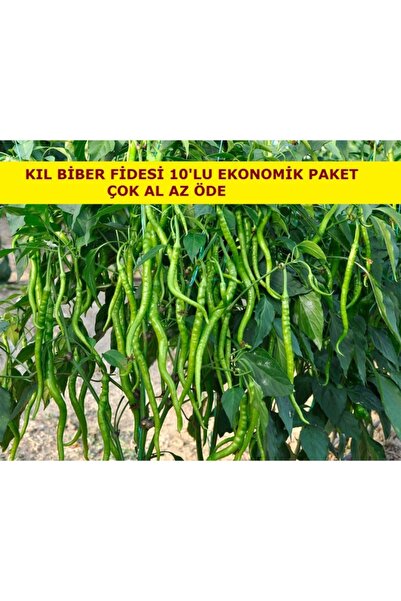 AHG BOTANİK Kıl Biber Fidesi Ekonomik 10 Adet Kıl Biber Çitili Fidesi