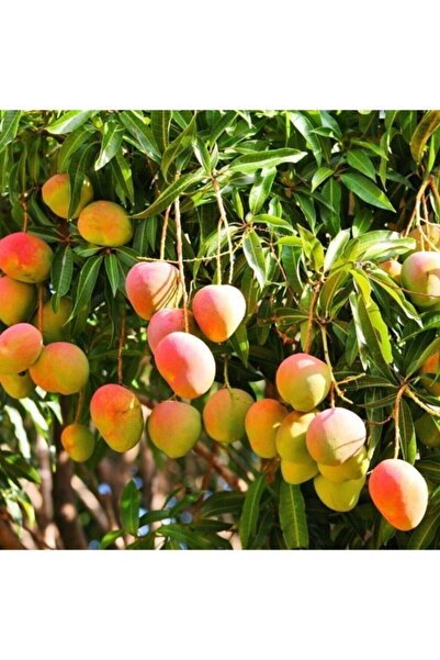 Alanyatropikal Mango Fidanı (5 Adet) Fidan 80 150 Cm