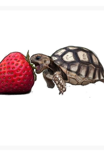 Universal Poster decorativ din lemn cu broască țestoasă care mănâncă căpșuni