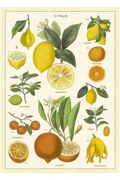 Universal Meyve Eski Tablo Ahşap Poster Dekoratif