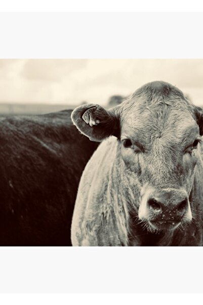 Universal Πίνακας - Πολύχρωμο