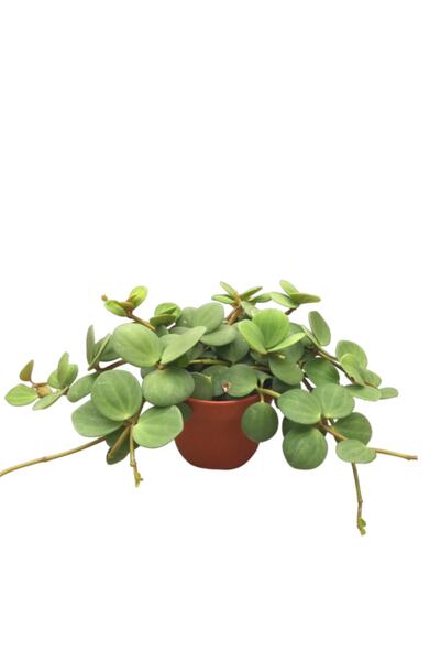 Betonish Peperomia Tetraphylla 'Hope' (Umut Sarmaşığı)