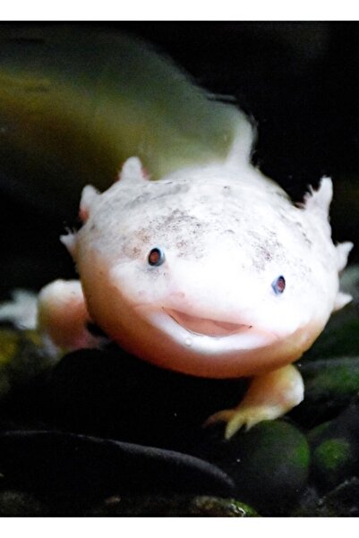 Universal Ξύλινη διακοσμητική αφίσα με σχέδιο Αξολότλ