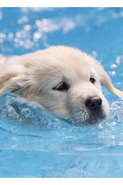 Universal Sevimli Köpek Yavrusu Labrador Yüzme Tablo Ahşap Poster Dekoratif