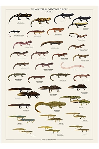 Universal Ευρωπαϊκοί Σαμάνδες και Σαμάνδες Επιτραπέζια Ξύλινη Διακοσμητική Αφίσα