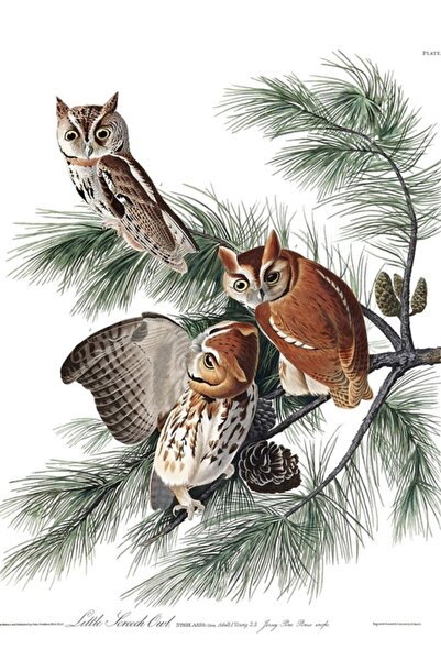 Universal Doğu Screech-baykuş - John James Audubon Tablo Ahşap Poster Dekoratif