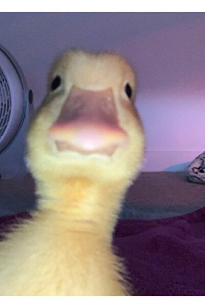 Universal Ördek Yavrusu Tablo Ahşap Poster Dekoratif