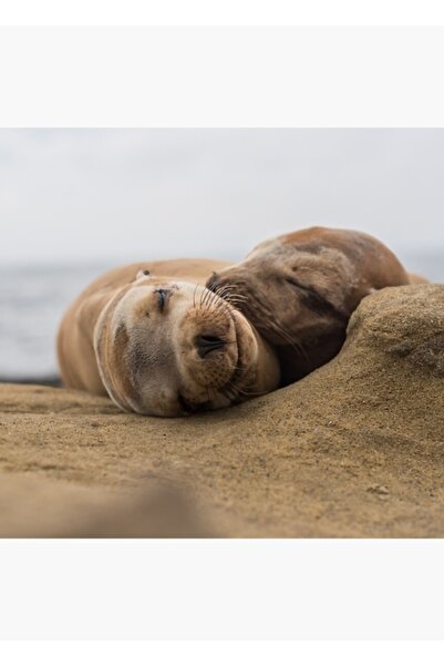 Universal Deniz Aslanı Çift La Jolla'da Sarılma Tablo Ahşap Poster Dekoratif