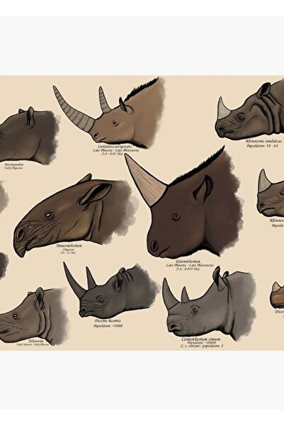 Universal Rhinocertidae - Rinoceri și urșișori ai lor afine existenți. Tablou...