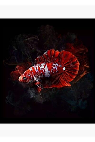 Universal Süper Kırmızı Koi Yarım Ay Betta Balığı Tablo Ahşap Poster Dekoratif