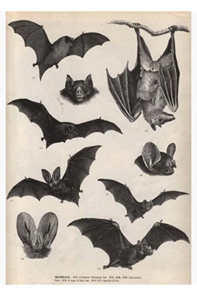 Universal Eski Viktorya Dönemi Yarasa Illüstrasyonları Tablo Ahşap Poster Dek...