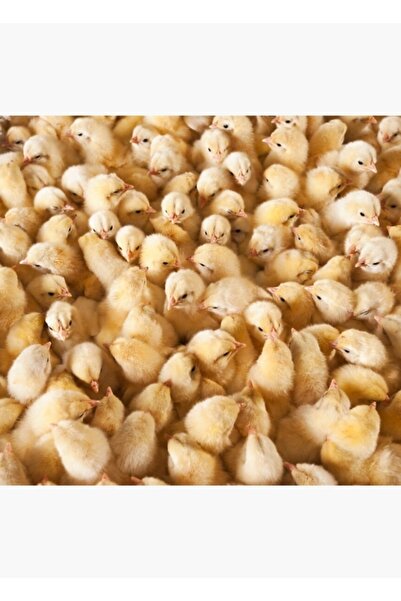 Universal Tavuk Çiftliğinde Büyük Bir Grup Yavru Civciv Tablo Ahşap Poster De...