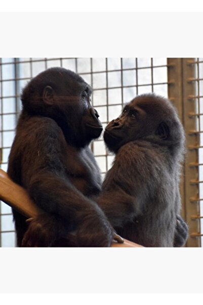 Universal Goriller Jj Ve Zahra Columbus Hayvanat Bahçesi'nde Tablo Ahşap Post...