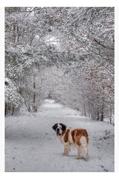 Universal Tablou cu câine St Bernard în zăpadă, poster decorativ din lemn