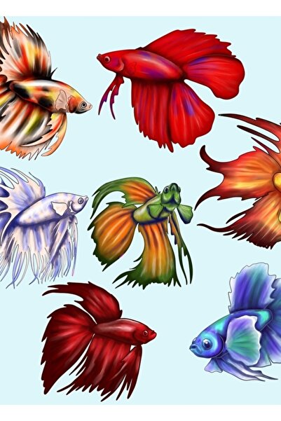 Universal Beta Balığı V2 Tablo Ahşap Poster Dekoratif