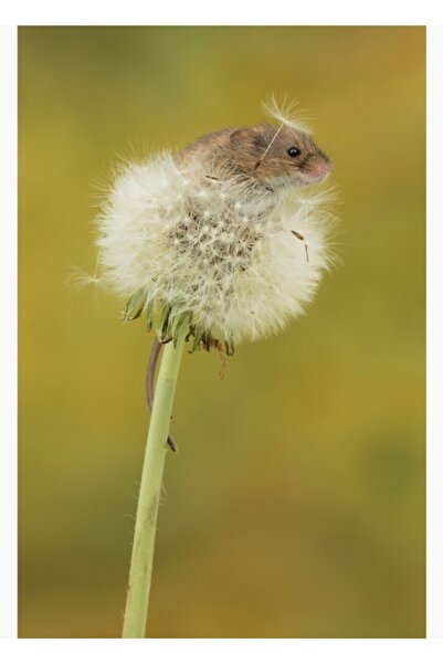 Universal Ceas cu păpădie pe masă de șobolan, poster decorativ din lemn
