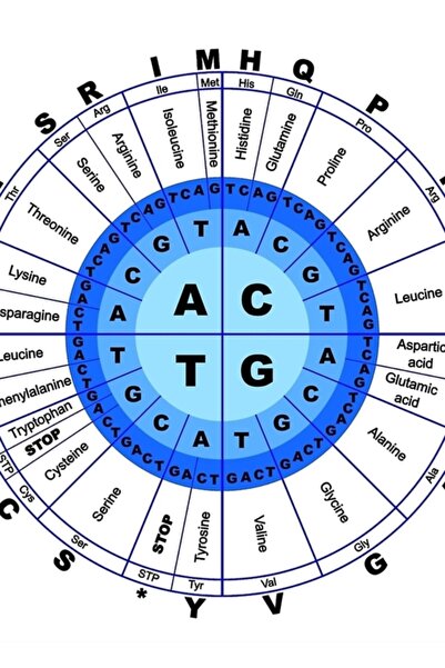 Universal ADN, Cod genetic, Cerc, Gen, Codon, Aminoacid. Tablou decorativ din...