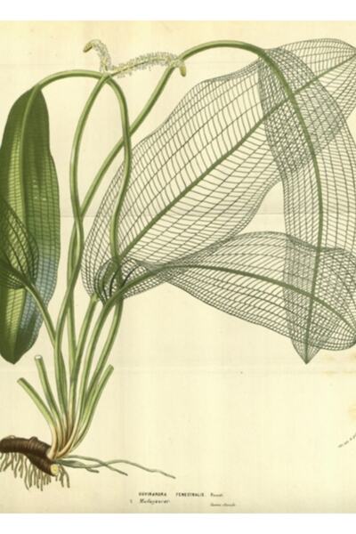 Universal Poster decorativ din lemn Ghost Leaf Tableau