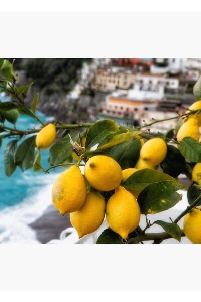 Universal Διακοσμητική ξύλινη αφίσα με θέμα την ακτή Αμάλφι και το λεμονόδεντρο
