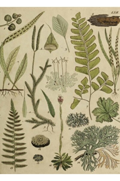 Universal Διακοσμητική ξύλινη αφίσα με βότανα και λίθους