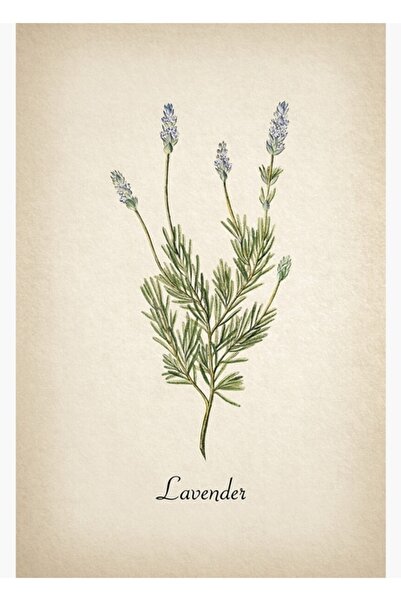 Universal Lavandă Botanică - Artă cu Ierburi Aromatice - Decor pentru Casă - ...