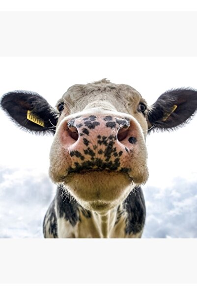 Universal Декоративен дървен плакат с дизайн  "Свята крава "