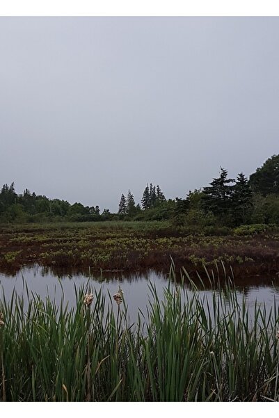 Universal Διακοσμητική Ξύλινη Αφίσα Τραπεζογραφίας Oak Island