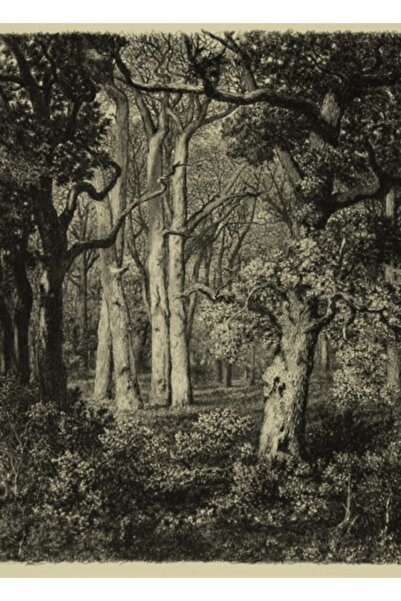 Universal Διακοσμητική Ξύλινη Αφίσα Πίνακα με Παλιά Δρύες