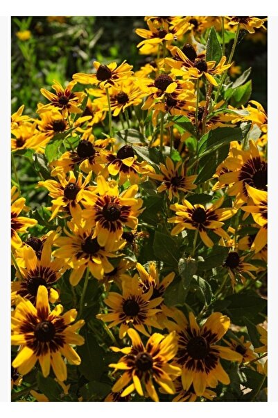 Universal Дървен декоративен плакат  "Слънчеви Сюзънс " за маса