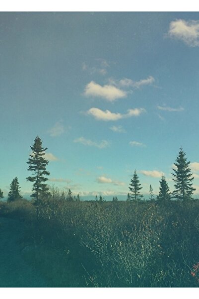 Universal Poster decorativ din lemn cu tematică Upward North