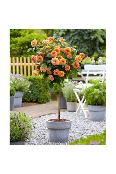 OLİMPOS TARIM 1 Adet Saksıda Baston Gül Fidanı (TURUNCU) 1 Yaşında En Az 15-20cm