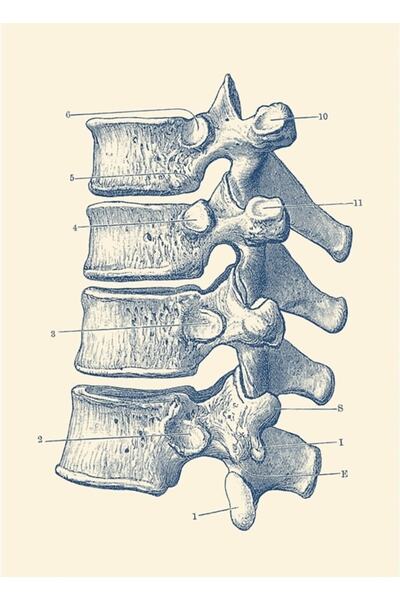 Universal Omurilik - Omurga Görünüm Tablo Ahşap Poster Dekoratif