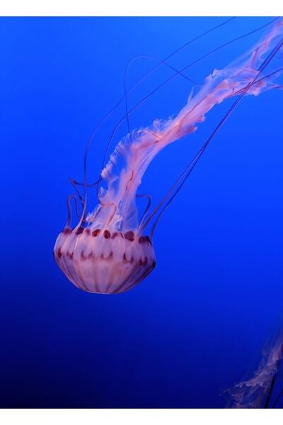 Universal Επιτραπέζια ξύλινη αφίσα για ψάρεμα με ζελέ, διακοσμητική