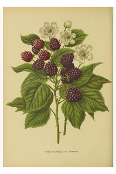 Universal Botanik Böğürtlen Tablo Ahşap Poster Dekoratif