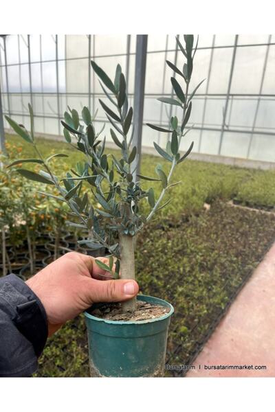 BURSATARIM Bonzai Zeytin Fidanı