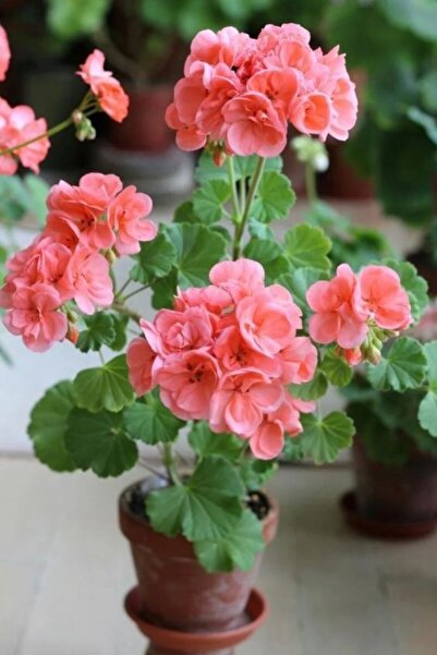 LOBELYA TOHUMCULUK Toz Pembe Renkli Canlı Sardunya Çiçeği Fidanı