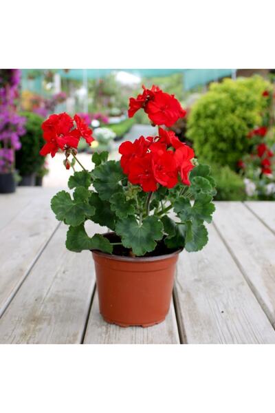 LOBELYA TOHUMCULUK Inci Kırmızı Renkli Canlı Sardunya Çiçeği Fidanı