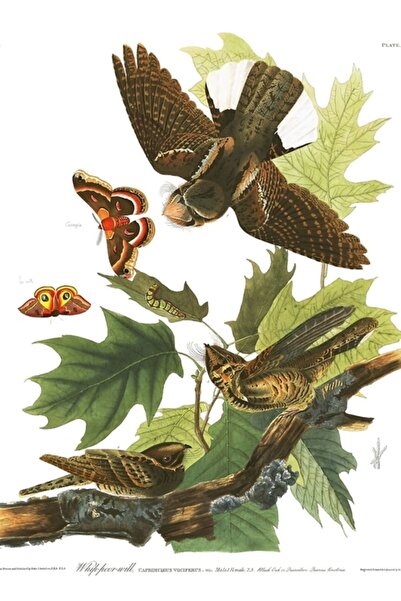 Universal Ανατολική Κρινολίνη Φάκιρ Ίρειντ - Τζον Τζέιμς Ωντουμπόν Ξύλινη Δια...