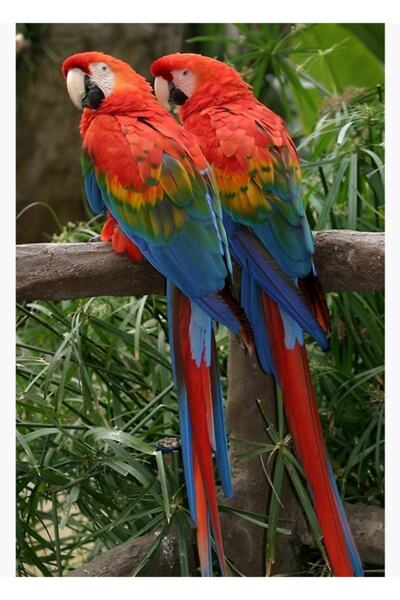 Universal Διακοσμητική ξύλινη αφίσα ζωγραφικής με σκαρλετίνο παπαγάλο