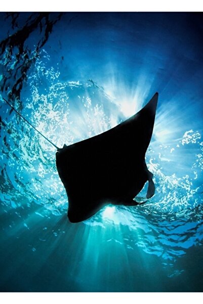 Universal Διακοσμητική Ξύλινη Αφίσα Σιλουέτας Μάντα