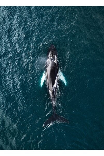 Universal Izlanda'daki Kambur Balina - Vahşi Yaşam Fotoğrafçılığı Tablo Ahşap Poster Dekoratif