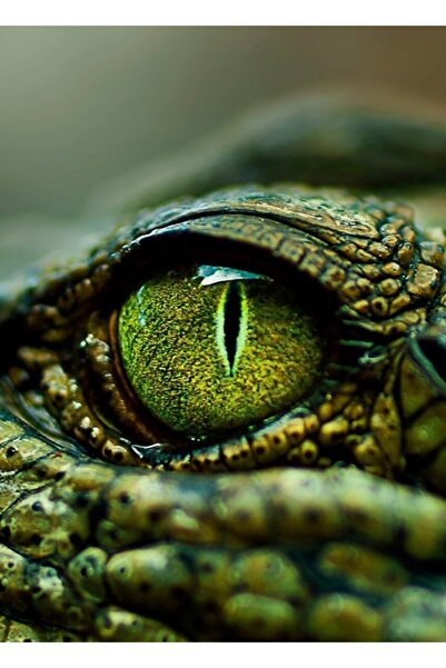 Universal Timsahın Gözü [ipad Telefon Kılıfları Baskılar Dekor] Tablo Ahşap Poster Dekoratif