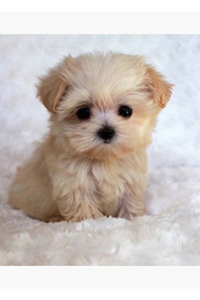 Universal Tablou decorativ cu cățeluș drăguț, poster din lemn