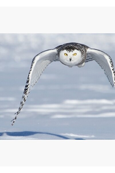 Universal Σταθερή Ξύλινη Αφίσα Διακοσμητική