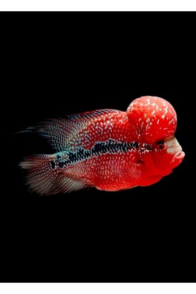 Universal Tablou decorativ din lemn cu pește corn de flori Luohan