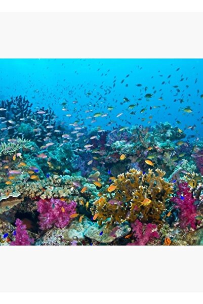 Universal Διακοσμητική ξύλινη αφίσα για τον υφάλο Φαντασία, επιτραπέζια, διακ...